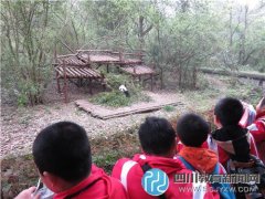 航天小学四年级学生畅游熊猫基地、动物