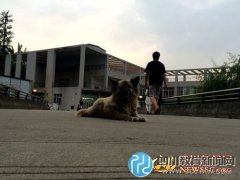 高校流浪狗:多为弃养和走丢 可送保护机