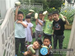 五幼中一小“农夫”八宝社区采摘西葫芦